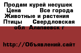 Продам курей несушек › Цена ­ 350 - Все города Животные и растения » Птицы   . Свердловская обл.,Алапаевск г.